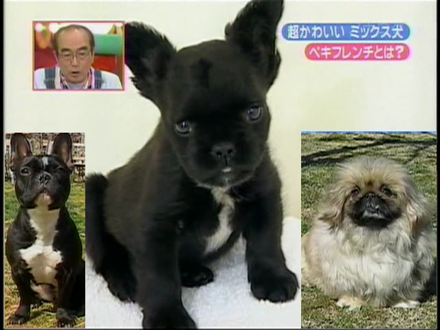 maltese long haired chihuahua mix. Next, mix between Long Haired