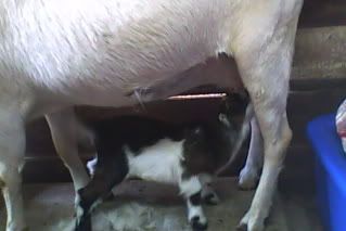 Plea For Pictures - Goats