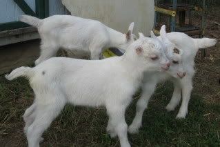 Hoss and his half sisters - Goats