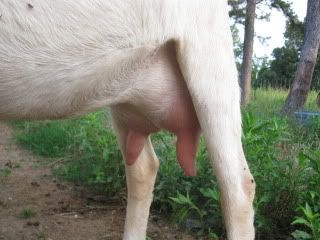 Should I buy this buckling? - Goats