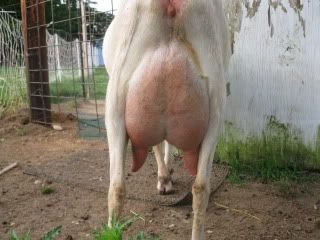 Going to lose my Snowbelle - Goats