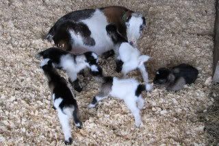 Dairy Goats...dam-raising + milking vs. milking w/bottle/buckets - Goats