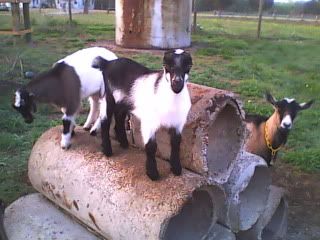 Quint Photos - April 9 - Goats