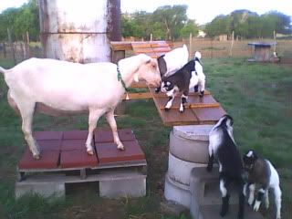 Quint Photos - April 9 - Goats