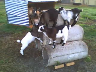 Quint Photos - April 9 - Goats