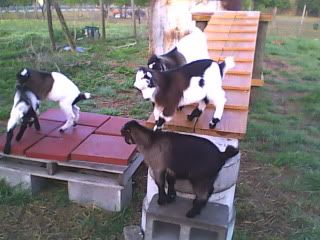 Quint Photos - April 9 - Goats