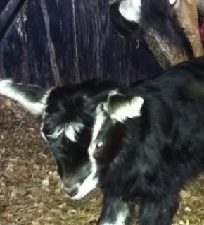 A good thing happened! - Goats