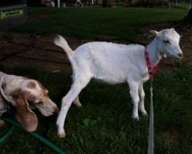 My Jubilee! (Emily - here's the doeling) - Goats