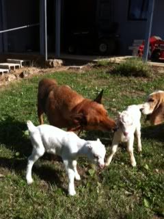 Plea For Pictures - Goats