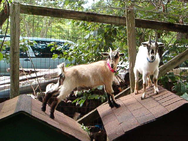 Goat shopping - considering a variety pack - Goats