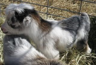 Abby, Gibbs, and Ducky - Goats