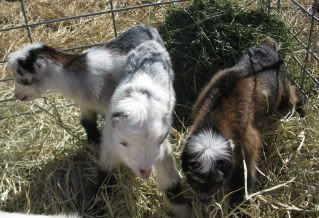 Abby, Gibbs, and Ducky - Goats