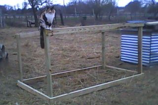 What to build or do? - Goats