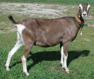 Milking through - increase in production - Goats