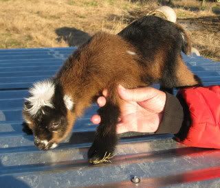 Abby, Gibbs, and Ducky - Goats