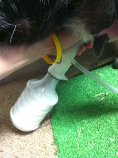 Cassie's udder - Goats