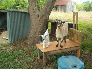 If you milk a Nigerian Dwarf... - Goats