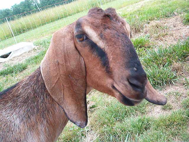 Which of your goats came from Emily/Ozark Jewels? - Goats