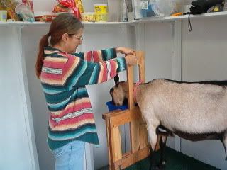Milking Stanchion Renovation - Goats
