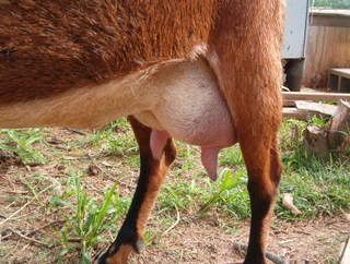 Beautiful FF udder - Goats