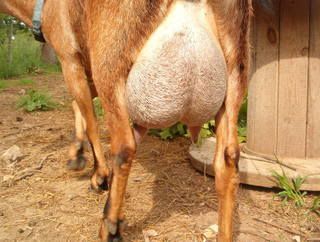 Beautiful FF udder - Goats