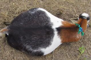 Feeding suggestions for preggo/obese Katy? - Goats