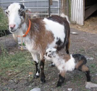 Newbie and Goat Breeds - Goats