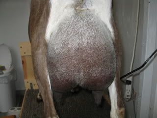 New Goat Owner: Good Udder vs. Bad Udder - Goats