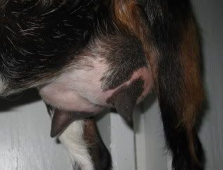 Cassie's udder - Goats