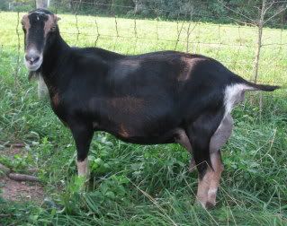 How to make a goat trust you? - Goats