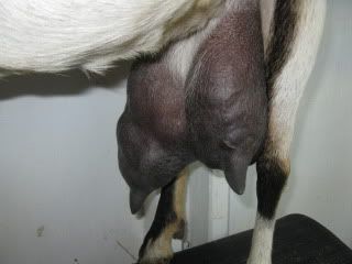 New Goat Owner: Good Udder vs. Bad Udder - Goats