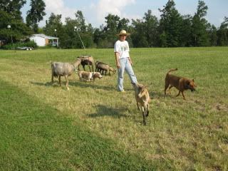 Northstar milkstand question - Goats