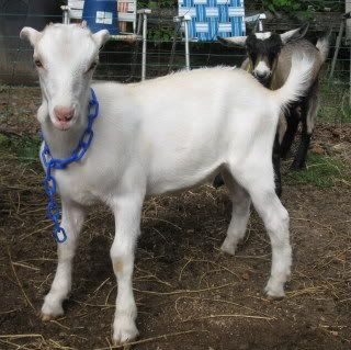 If a baby is born here today it's name will be... - Goats