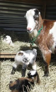 Abby, Gibbs, and Ducky - Goats