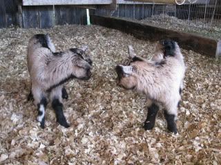 Before and After - Goats