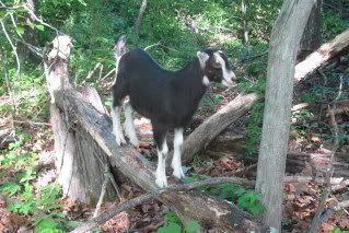 Moderation in all Things - Goats