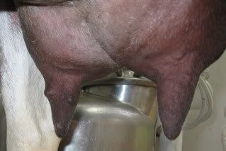 Milk blisters? - Goats