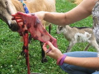 Birthing 911 - Goats