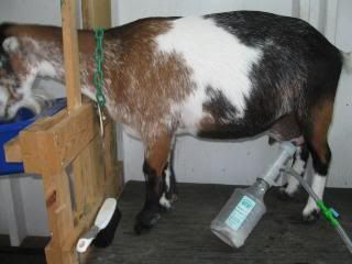 Vacuum milker I'm using now - Goats