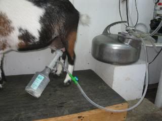 Vacuum milker I'm using now - Goats