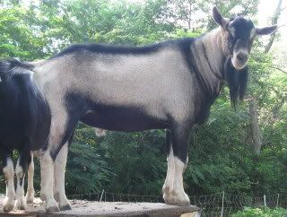Figured I'd post some pics of my goats - Goats