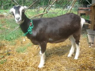 Input needed from seasoned goat owners - Goats