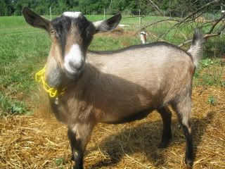 What breed do you think these are? - Goats