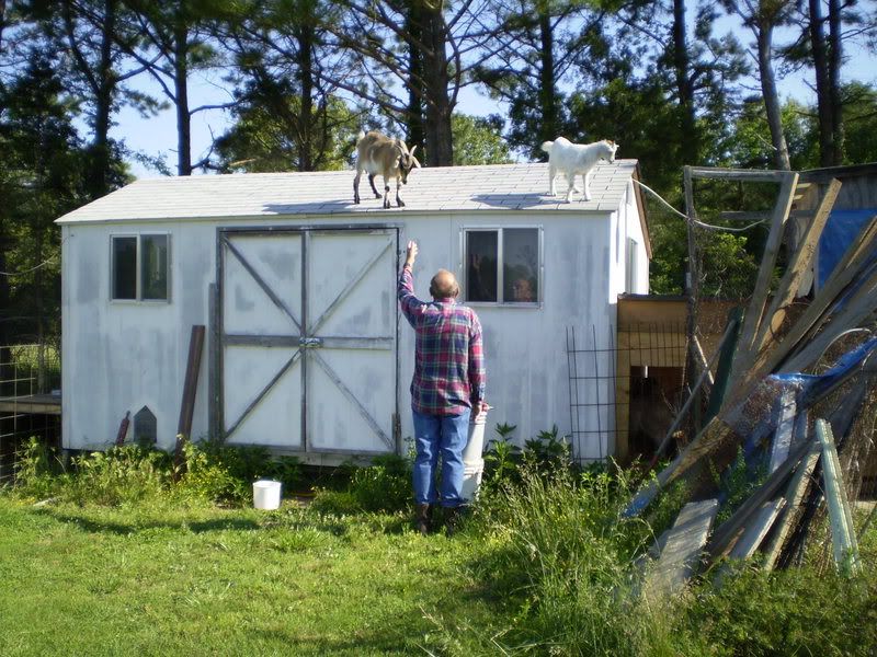 The crazy places goats end up - Goats