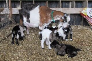 pygmy dairy goats - Homesteading Questions