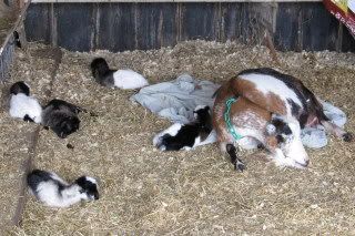 Mini Mancha Quints! - Goats