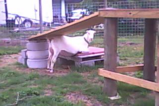 Goats that don't climb - Goats