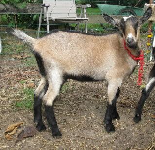 Separating goats expecting to kid - Goats