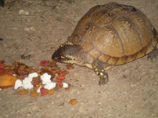 Electronetting for long term fencing? - Goats