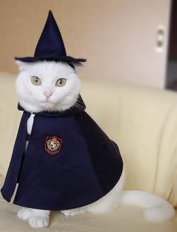 cat-wizard.jpg